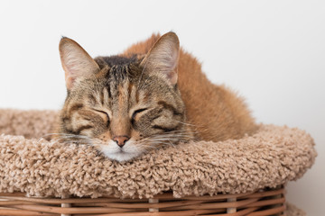 Fototapeta na wymiar Red outbred domestic cat lies on a cat lounger with closed eyes, sleeps, white background