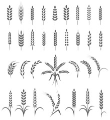 Wheat ears or rice icons set. Agricultural symbols isolated on white background. Design elements for bread packaging or beer label. Vector illustration.