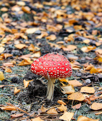 fly agaric mushroom in the forest
