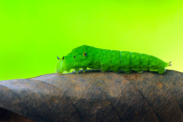 green caterpillar on a branch