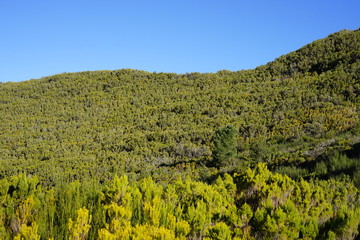 Fototapeta na wymiar Heidelandschaft auf Madeira (Paul da Serra)