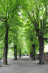 Fototapeta premium Kastanienallee