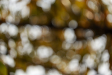 red yellow nature bokeh background