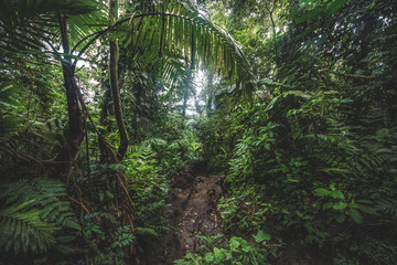 Tropical rain forest, Cerro Chato, Costa Rica