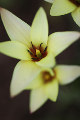 spring tulip kaufmannian chopin plant