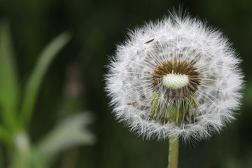dandelion in the summer time