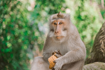A monkey is sitting on a tree in the jungle and eating a coconut. Behavior of Monkeys in their natural habitat.