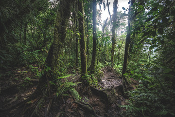 Tropical rain forest, Cerro Chato, Costa Rica