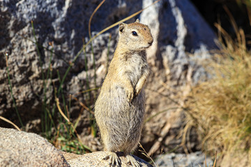 Naklejka na ściany i meble Squirrel, Chipmunk at Yosemite National Park