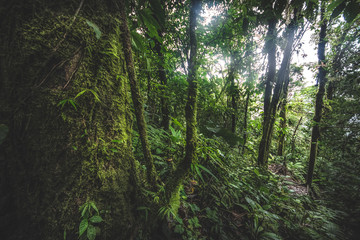Green forest in a misty morning, Costa Rica.