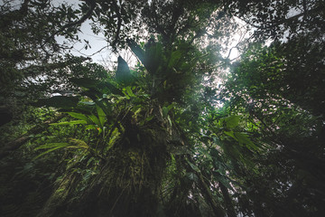 Green forest in a misty morning, Costa Rica.