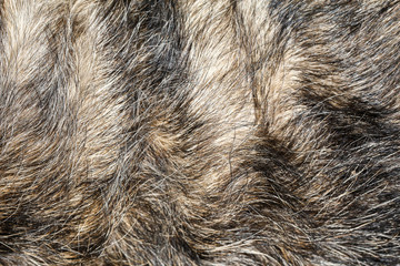 Close up gray dog skin for pattern and background