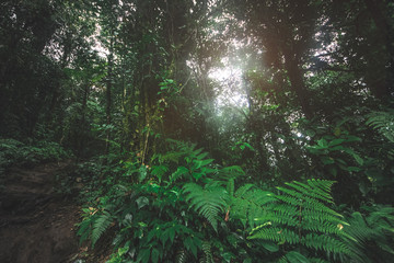 Fototapeta premium Green forest in a misty morning, Costa Rica.