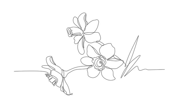 bouquet of narcissus flowers, symbol of spring, youth, easter, ornament, pattern for wedding cards, vector illustration with black single contour line isolated on white background in hand drawn style