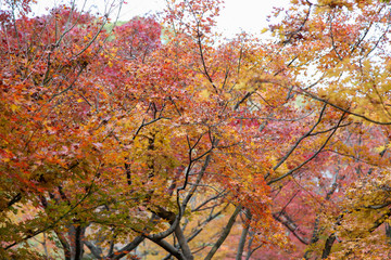 View of the garden autumn in kyoto at japan.
