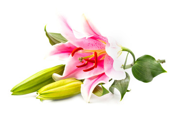 Colsed up macro; beautiful pink lilly flower isolated on white background with clipping path