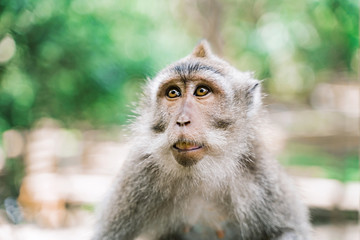Portrait of a monkey on a jungle background. Female macaque on a green background. Monkey look towards the camera.