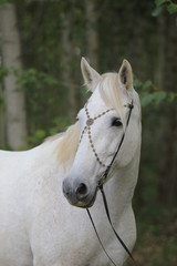 Obraz premium Andalusier mit Arabischen Kopfschmuck