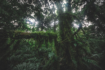 Fototapeta premium Nature green wood sunlight backgrounds.