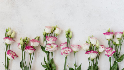 spring floral banner, delicate Eustoma flowers on a white background. top view, flat lay, place for text