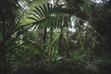 Obraz na płótnie Canvas Tropical rain forest, Cerro Chato, Costa Rica