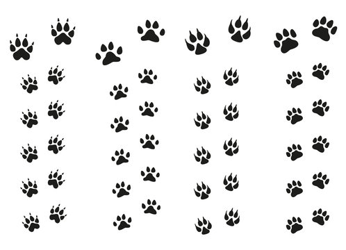 Trails of animals steps isolated on white background. Paw Print.