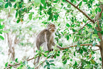 Portrait of a female macaque sitting on a tree against the background of the jungle. A monkey climbs a thin tree branch against the background of a jungle in Malaysia. Monkey forest in Ubud.
