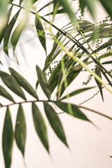 Fototapeta premium palm leaves and shadow of the leaves on a white wall. Selective focus