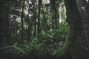 Green forest in a misty morning, Costa Rica.