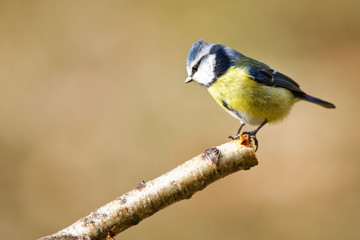 Obraz premium la mésange bleue