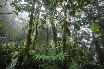 Green forest in a misty morning, Costa Rica.