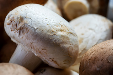 Close up of white and brown mushrooms.