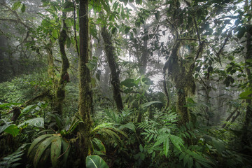 Green forest in a misty morning, Costa Rica.