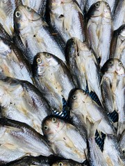 Dried fishes in sunny;  food preservation in fisherman village