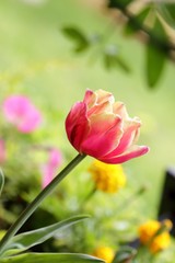 Obraz premium Fleur sur fond vert