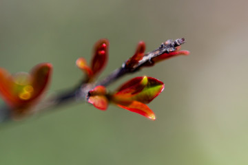 Tiny reddish leaves budding out on fruit tree branch in late afternoon light in early spring