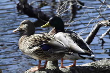 two ducks on the lake