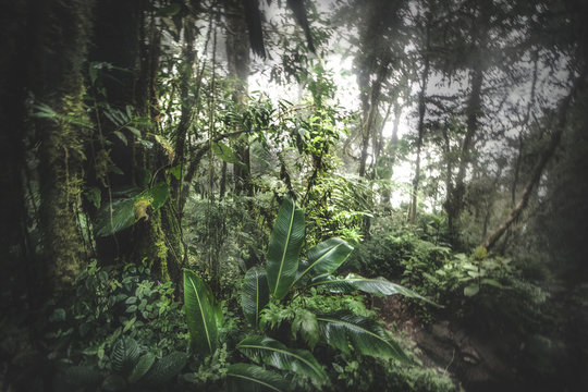 Green forest in a misty morning, Costa Rica.