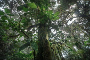 Green forest in a misty morning, Costa Rica.