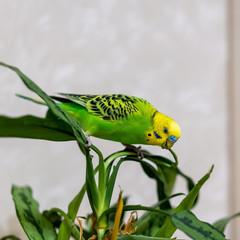 A green budgie is sitting on a green plant. Poultry hand made pet. The parrot is a green plant. Closeup of a bird on a branch.