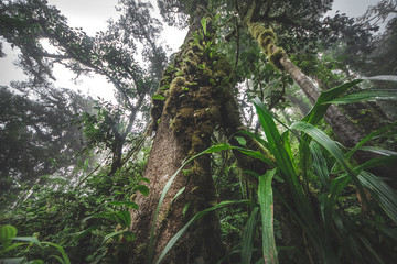 Fototapeta premium Looking up the trunk of a giant rainforest tree jungle