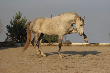 horse stallion goes in Spanish step, teaching high school horses,