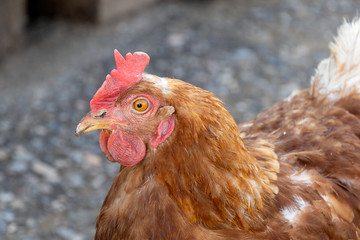 Red chicken walks down the street. Free poultry. Looks forward, a close-up of the head. Village, agriculture.