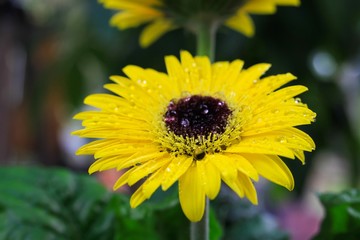 Makro close up of isolated yellow wet flower blossom with water drops - gerbera daisy (selective focus)