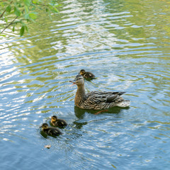 Gray duck swims in the water with little ducklings. Mom is a bird with a family in nature. Little chicks learn to swim.