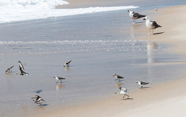 Piping plovers and seagulls on the beach