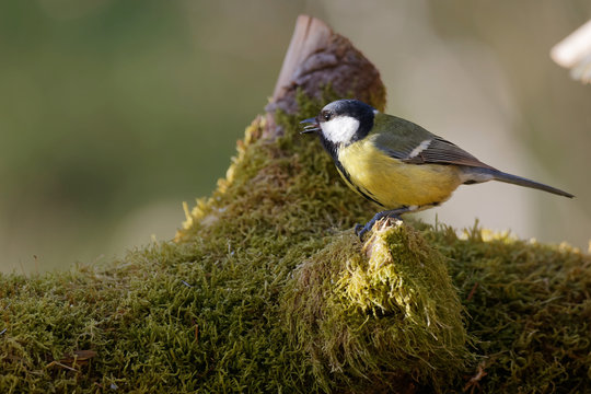 la m&eacute;sange charbonni&egrave;re