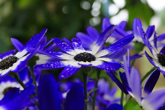 Makro close up of isolated blue and white flower blossoms with water drops - cineraria, senetti pericallis (selective focus)