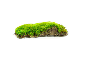 Green moss with black turf isolated on a white background