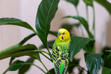 Pet hand-held pet bird sits on a green branch, a house flower plant. A green budgie is sitting on a green plant. The parrot is looking at the camera...